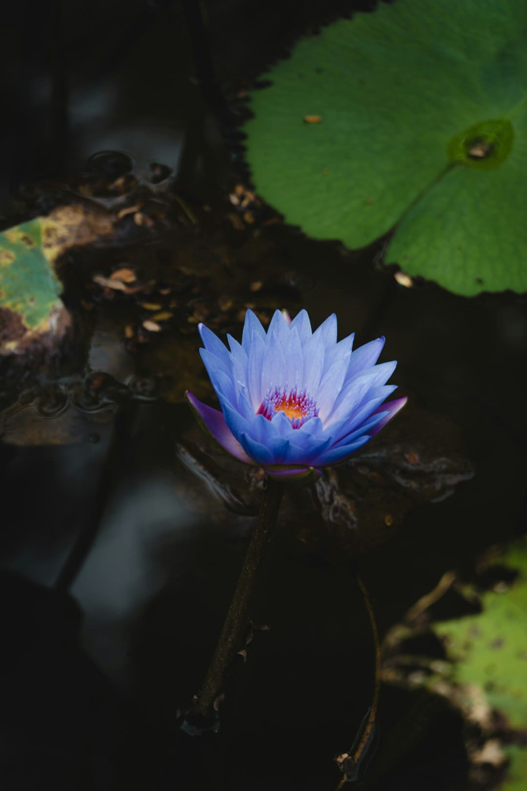 AI赋能中医药：超级医师“中医优势病种AI量效模型”引重视